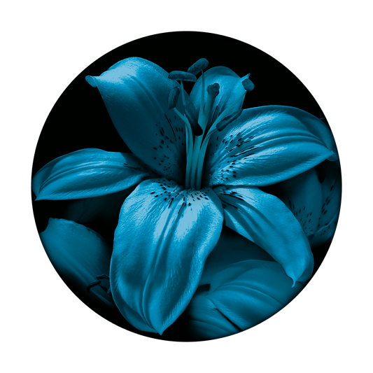 C2-0104 Blue Lily