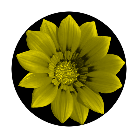 C2-0157 Yellow Flower