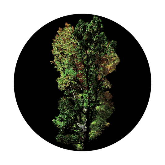 CS-0018 Early Autumn Tree