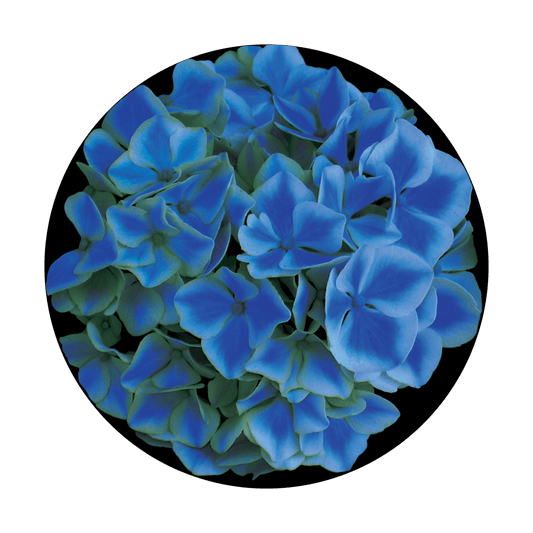 CS-0144 Blue Hydrangea