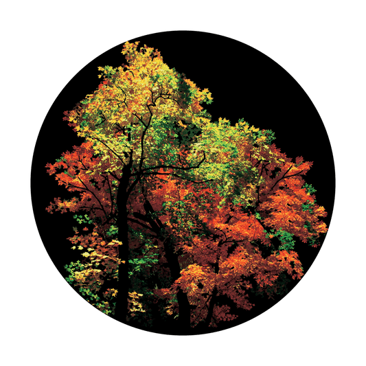 CS-0161 Fall Forest