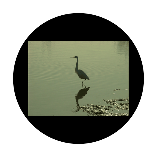 CSDS-8021 D. Antonakos - Bird in Wetlands