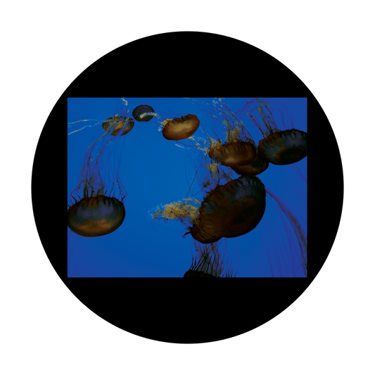 CSDS-8023 D. Antonakos - Jellyfish