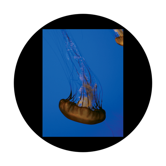 CSDS-8053 D. Antonakos - Single Jellyfish