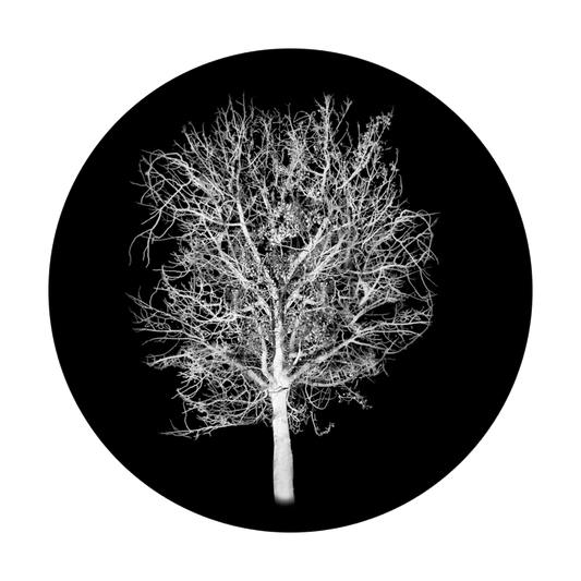 SR-1062 Moonlit Tree