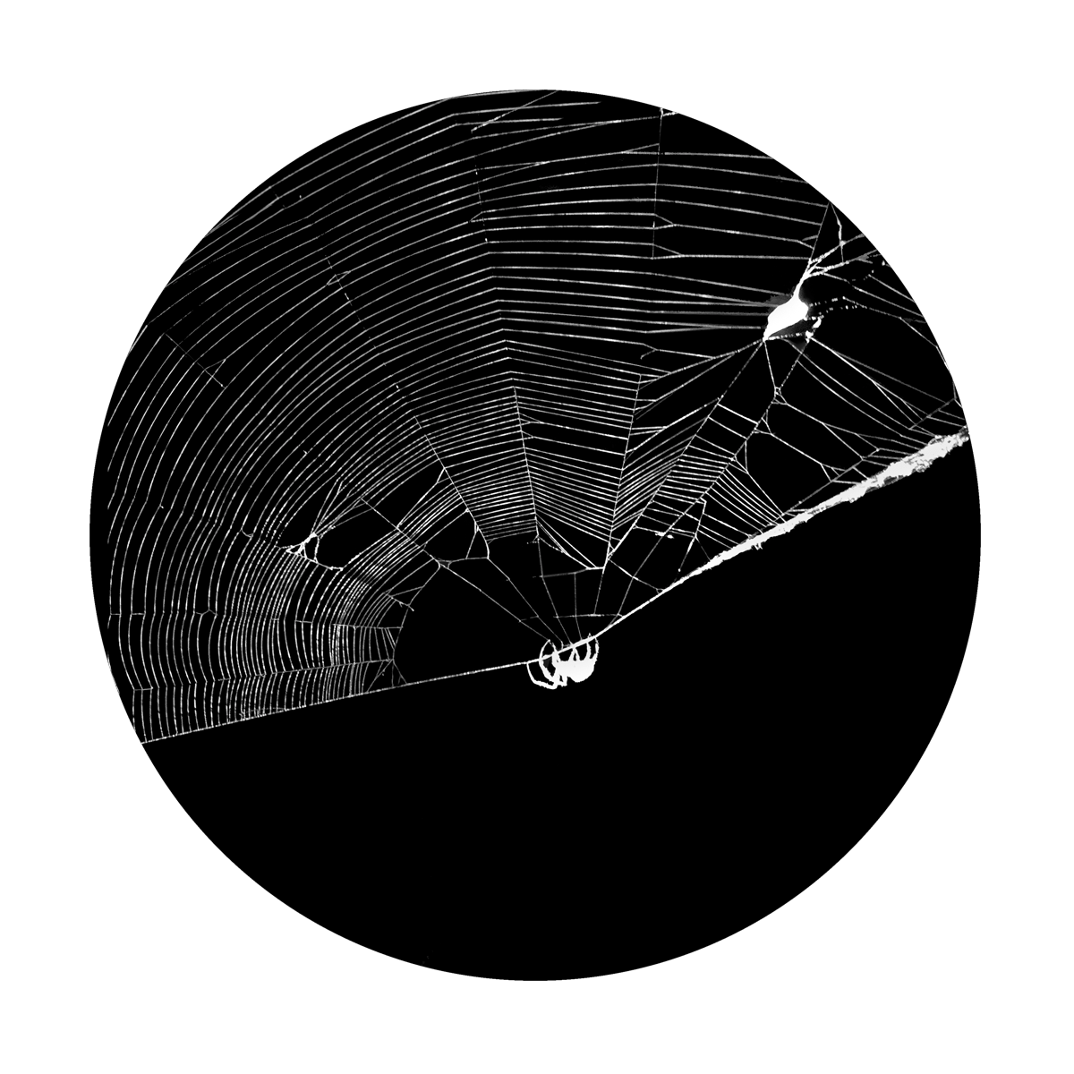 SR-6231 Wrangler Web