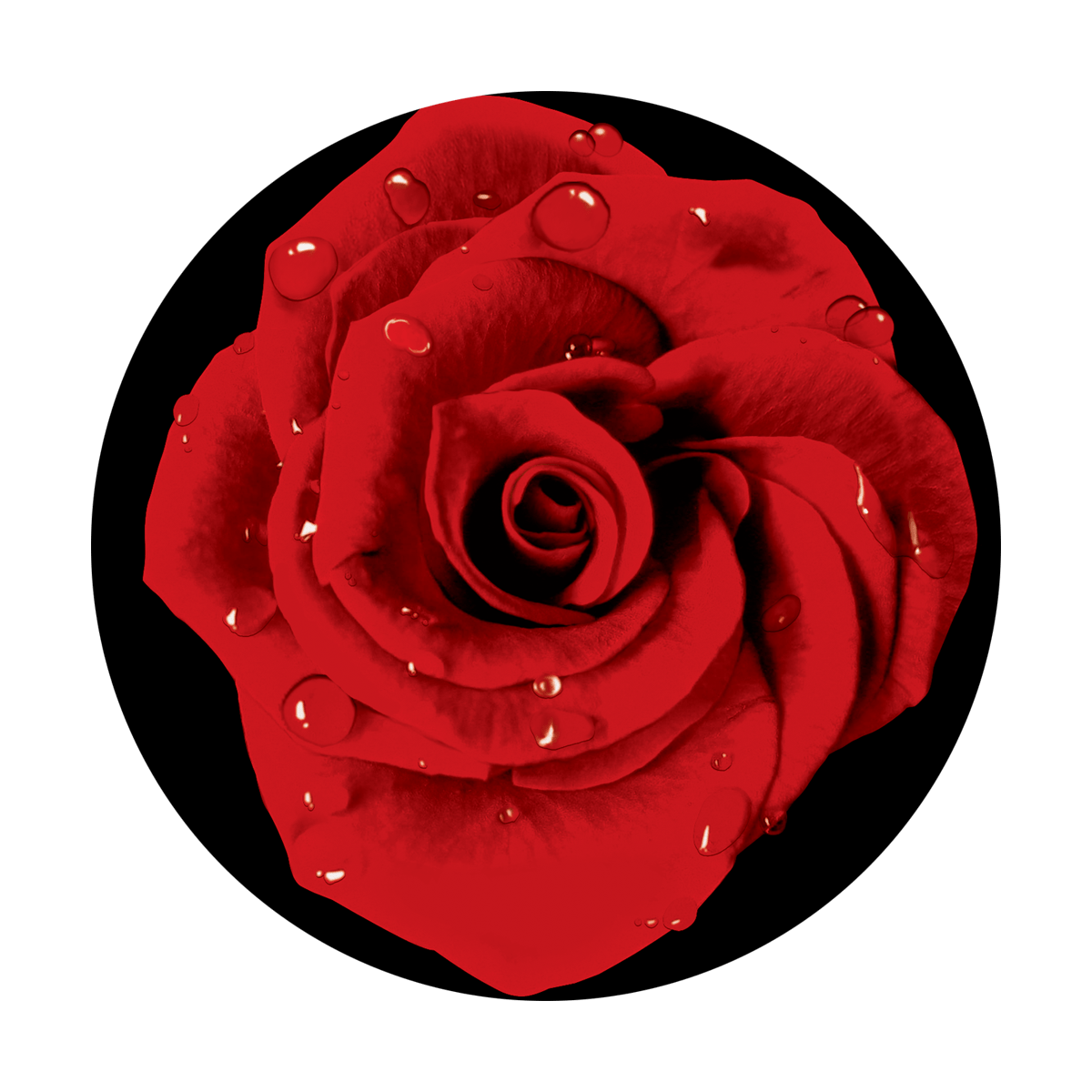 C2-0127 Red Rose