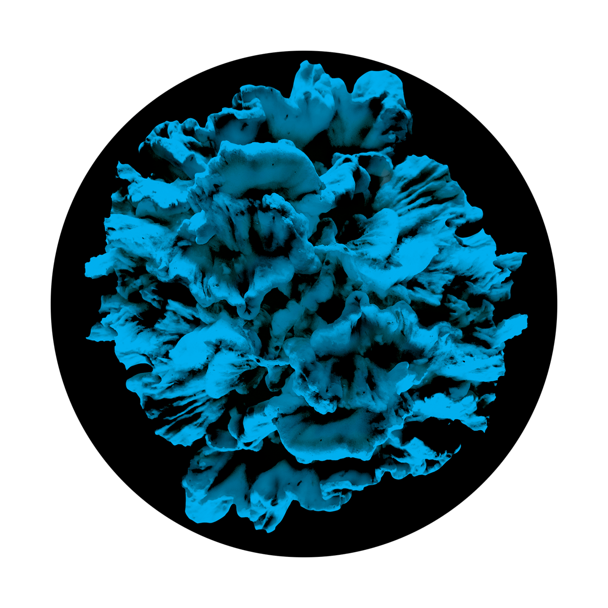 C2-1117 Blue Coral Reef