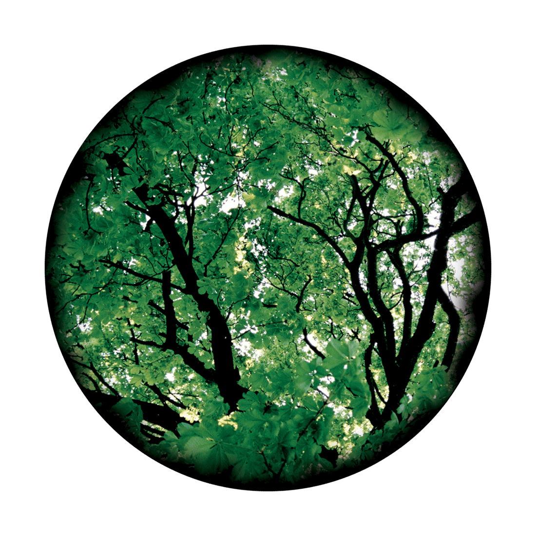 Tree Gobo Alpha Full Color Gobo | Sunny Tree