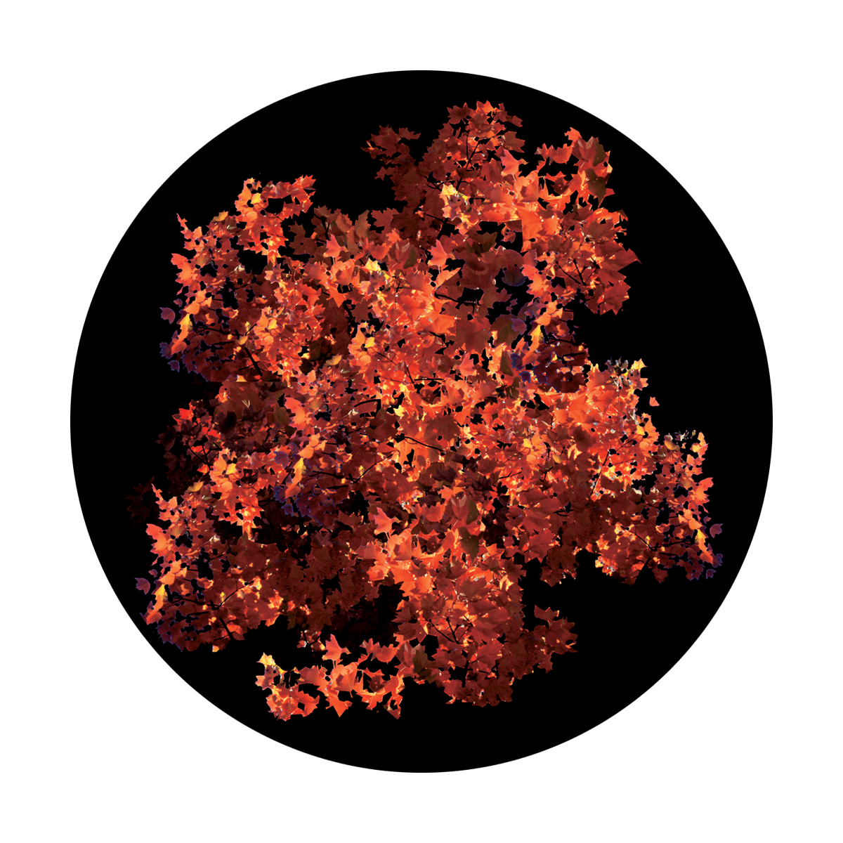 CS-0159 Fall Foliage