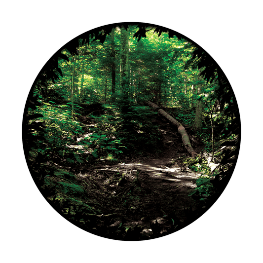 CS-3425 Forest Path
