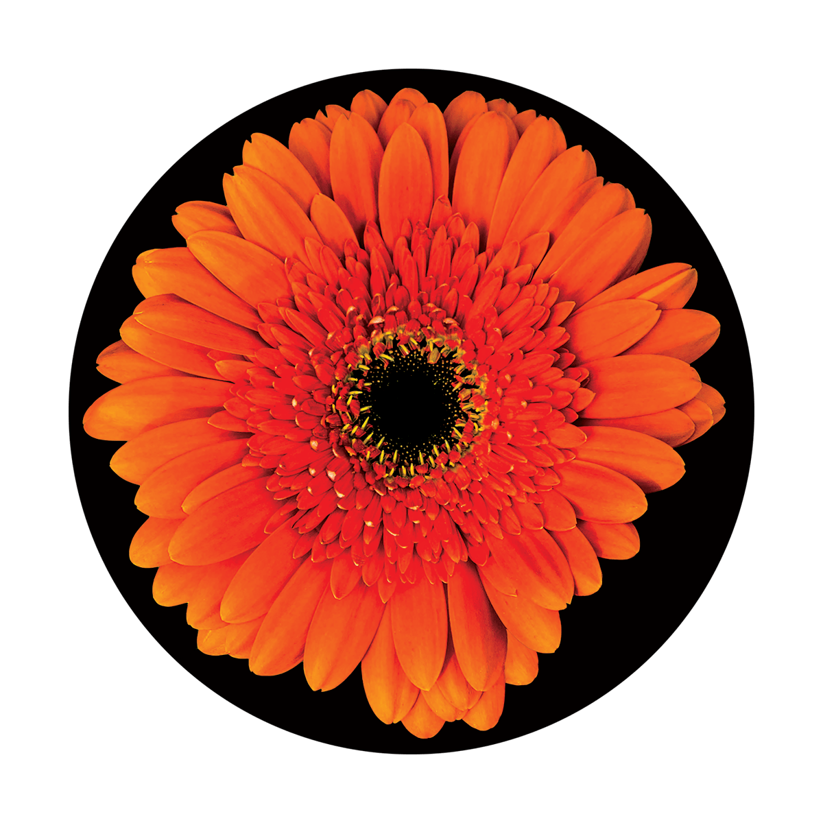 CS-3469 Gerbera Daisy