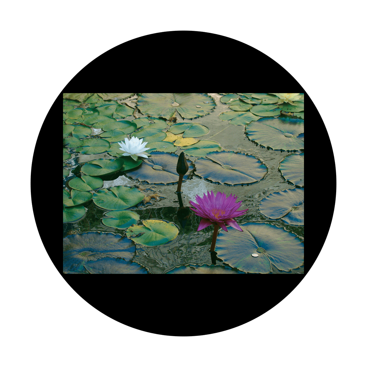 CSDS-8003 D. Antonakos - Lily Pad