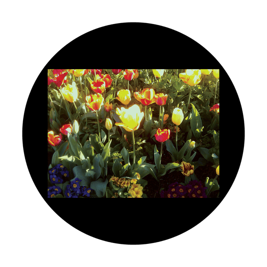 CSDS-8010 D. Antonakos - Tulip Garden