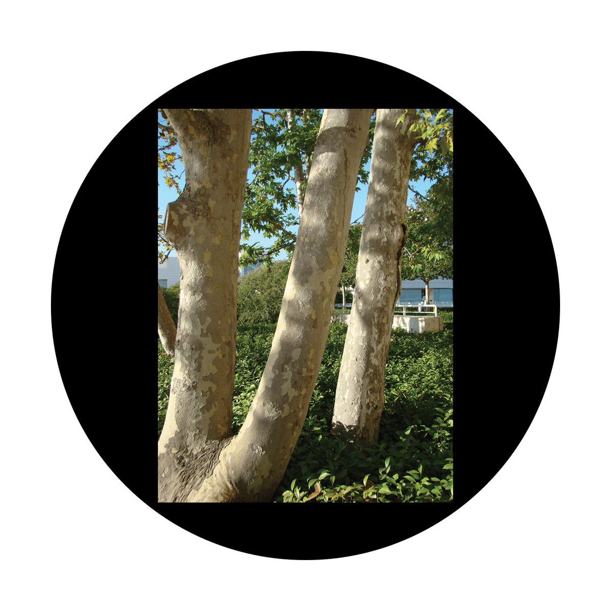 CSDS-8033 D. Antonakos - Tree Trunks