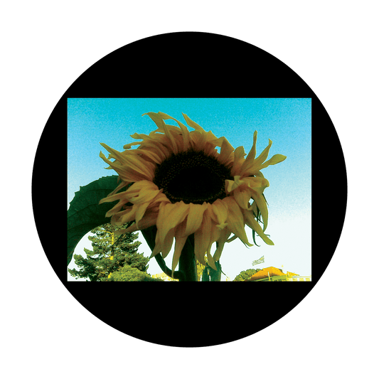 CSDS-8035 D. Antonakos - Sunflower 2