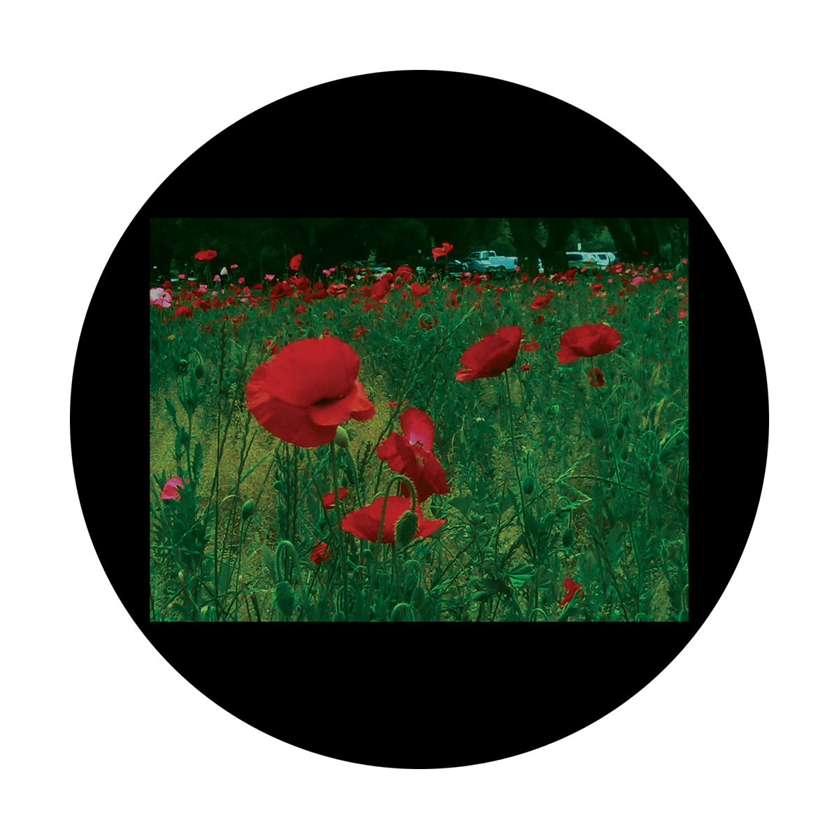 CSDS-8070 D. Antonakos - Poppies