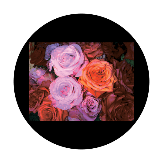 CSDS-8082 D. Antonakos - Realistic Roses