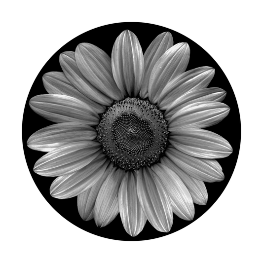 HE-1074 Sunflower