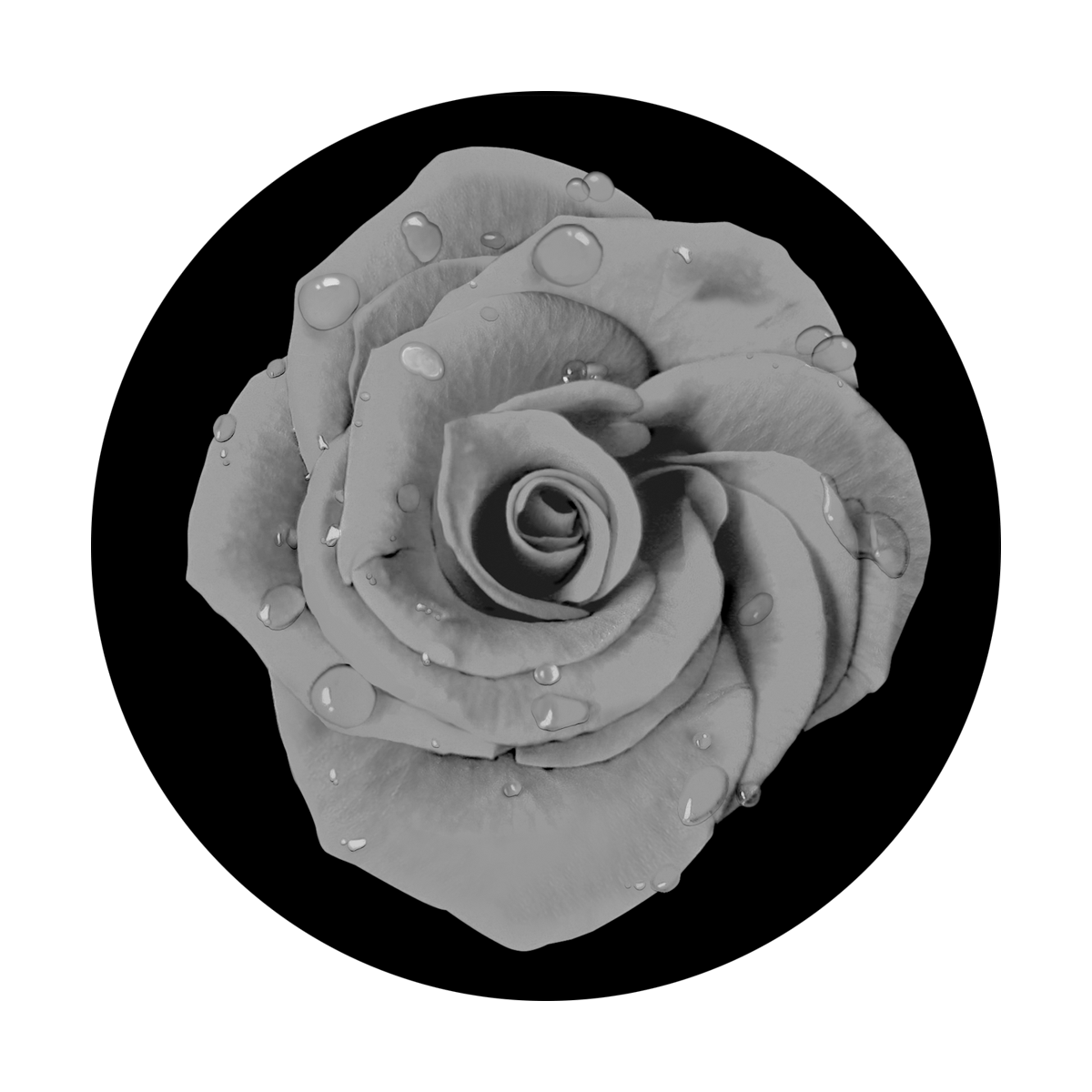 SR-0011 Dew Drop Rose