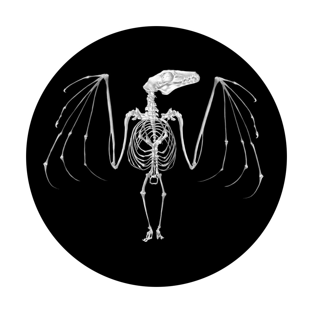 SR-0038 Bat Skeleton