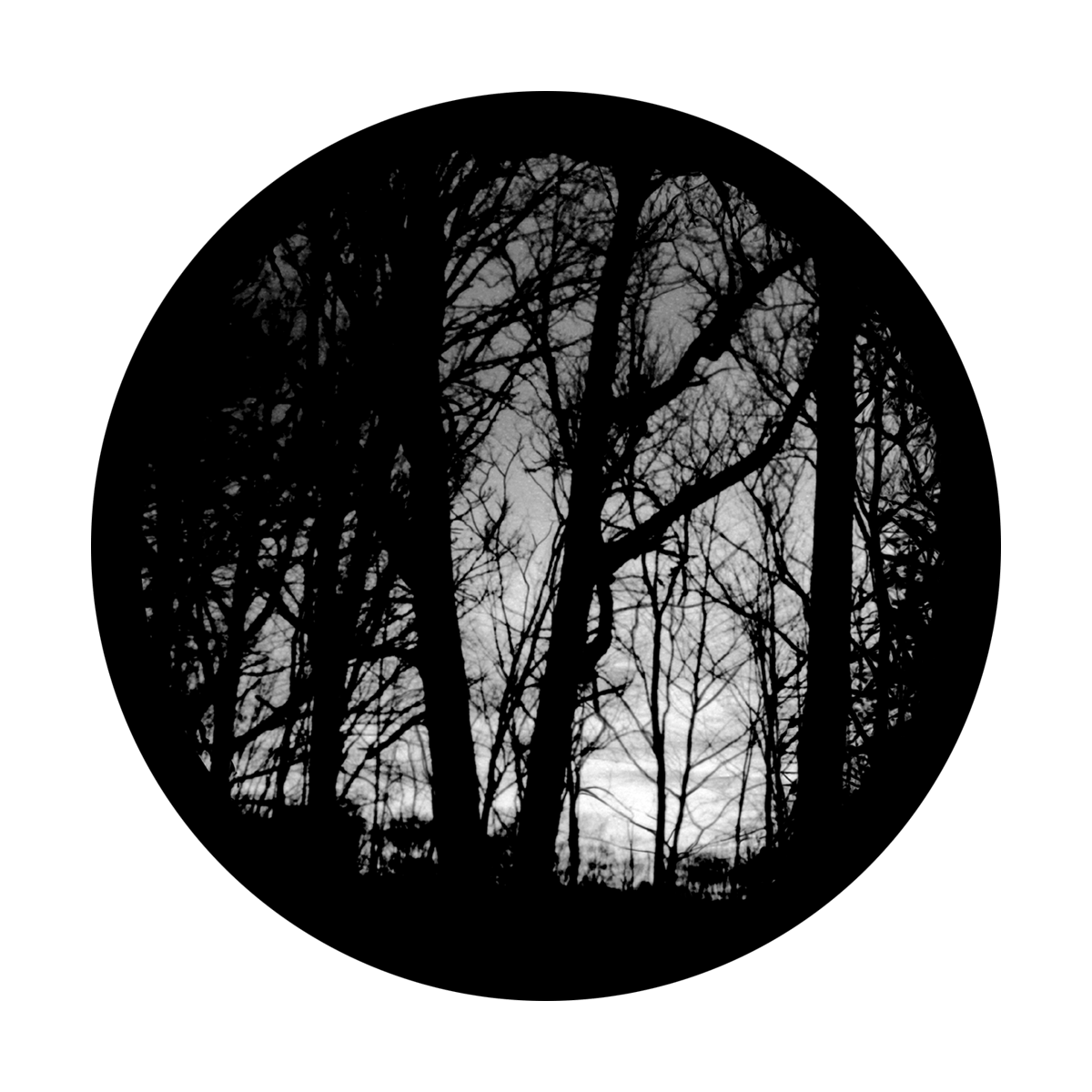 SR-0241 Eerie Forest