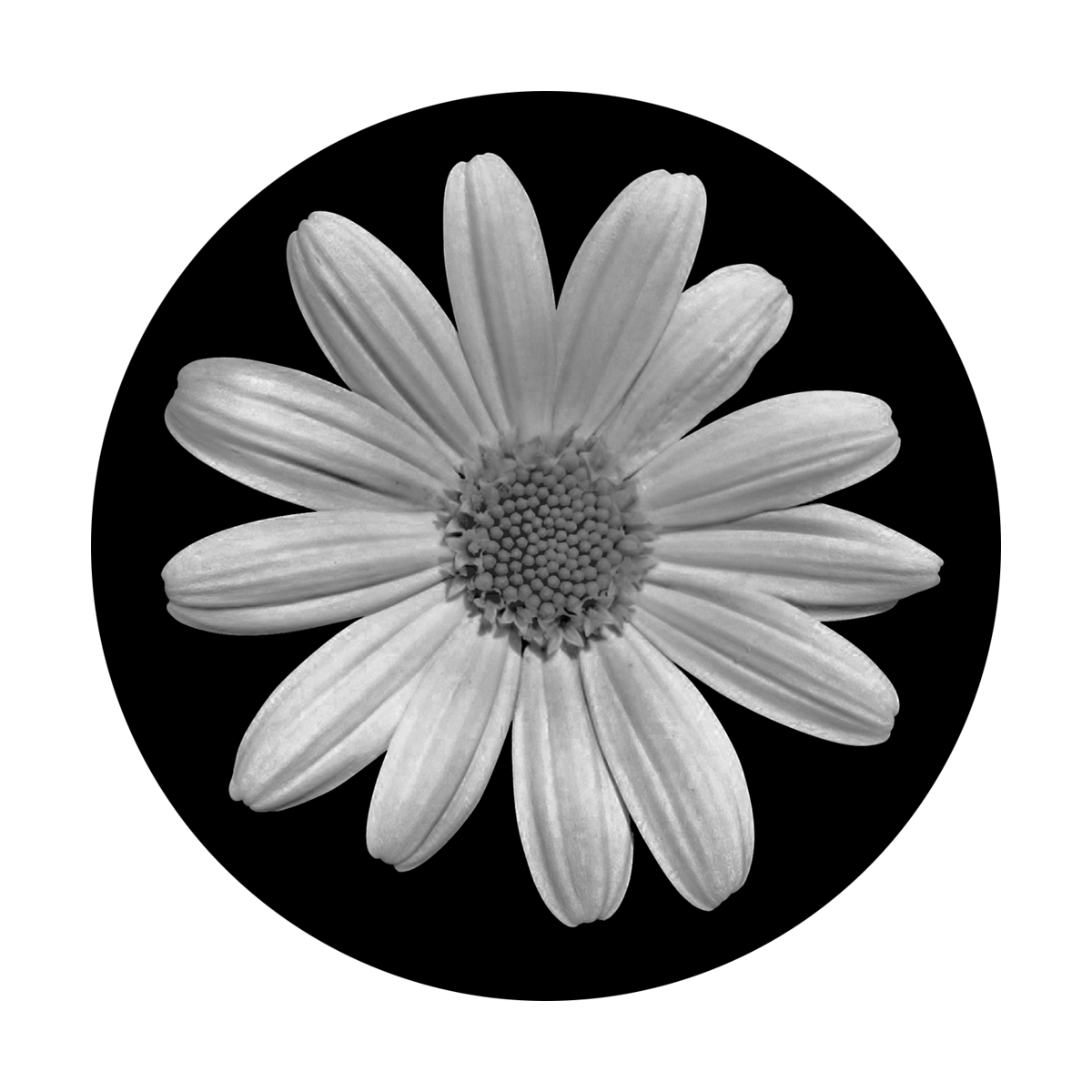 SR-1013 Plain Daisy