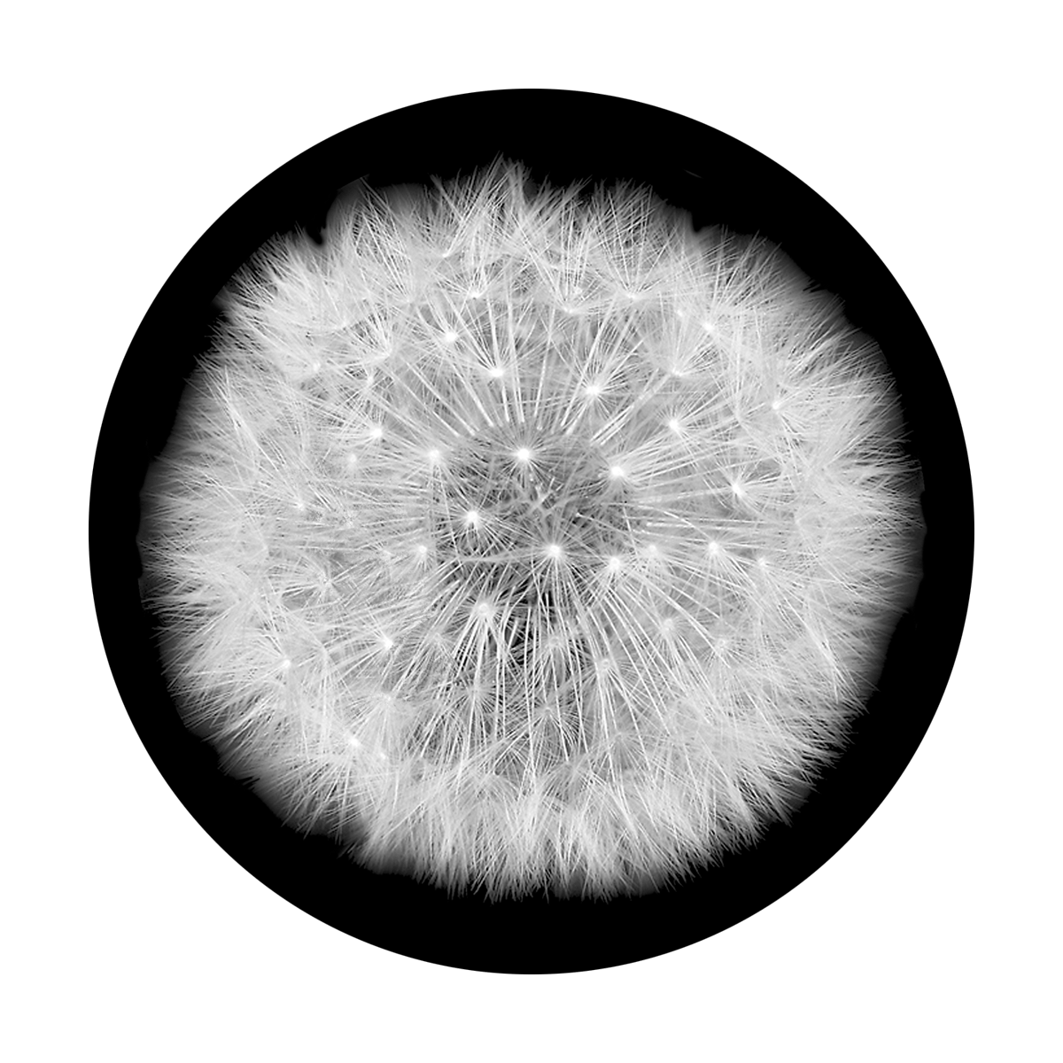 SR-1019 Dandelion Puff