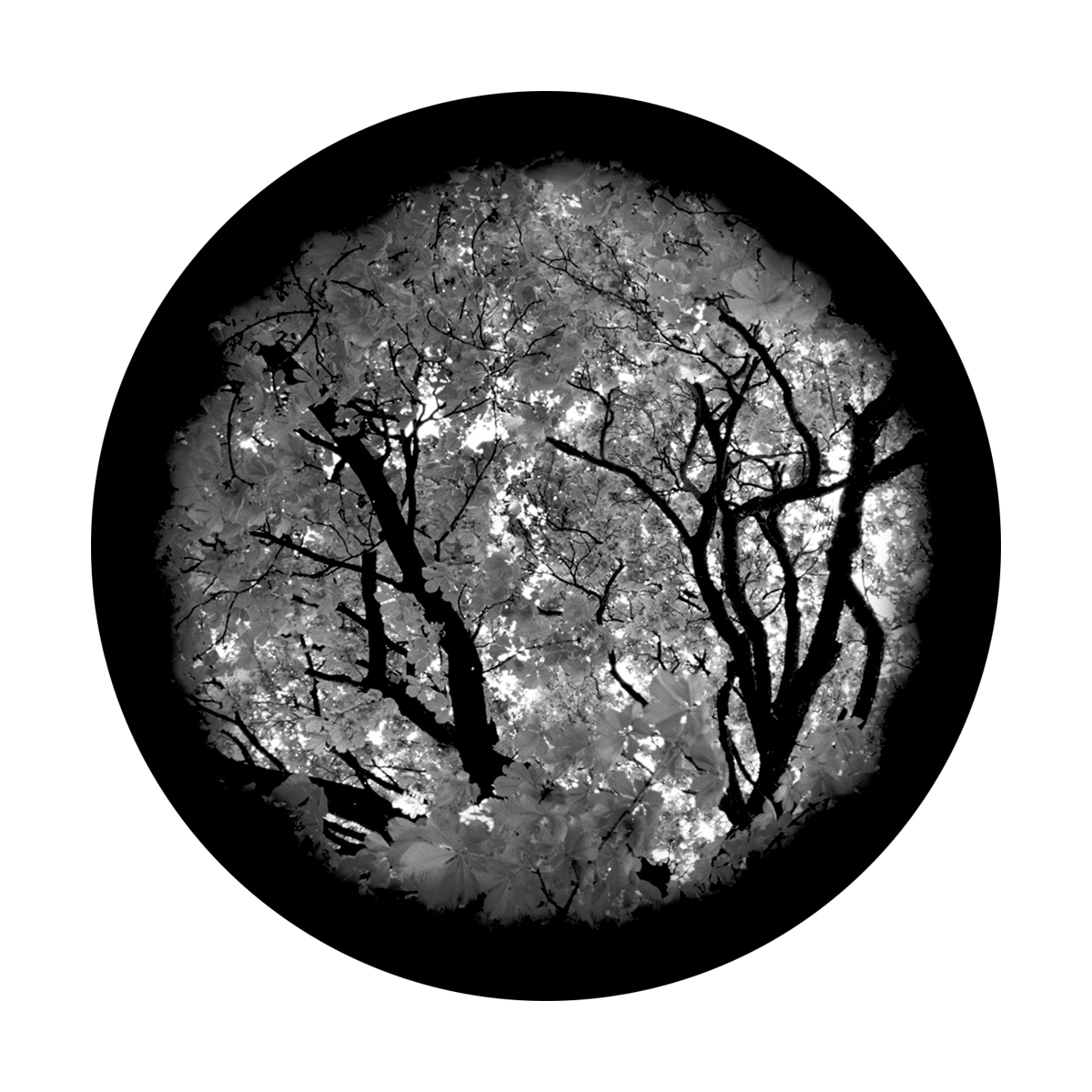 Tree Gobo Alpha B&W Gobo | Summer Tree