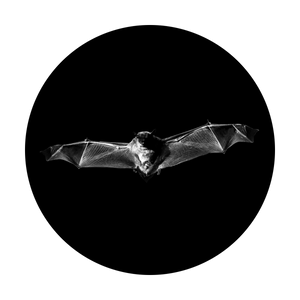 SR-1129 Flying Bat