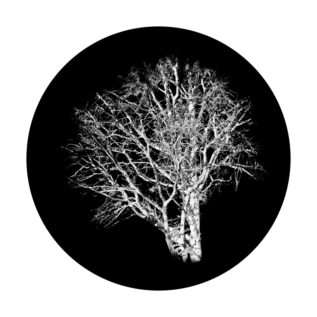 Tree Gobo Alpha B&W Gobo | Chilling Tree